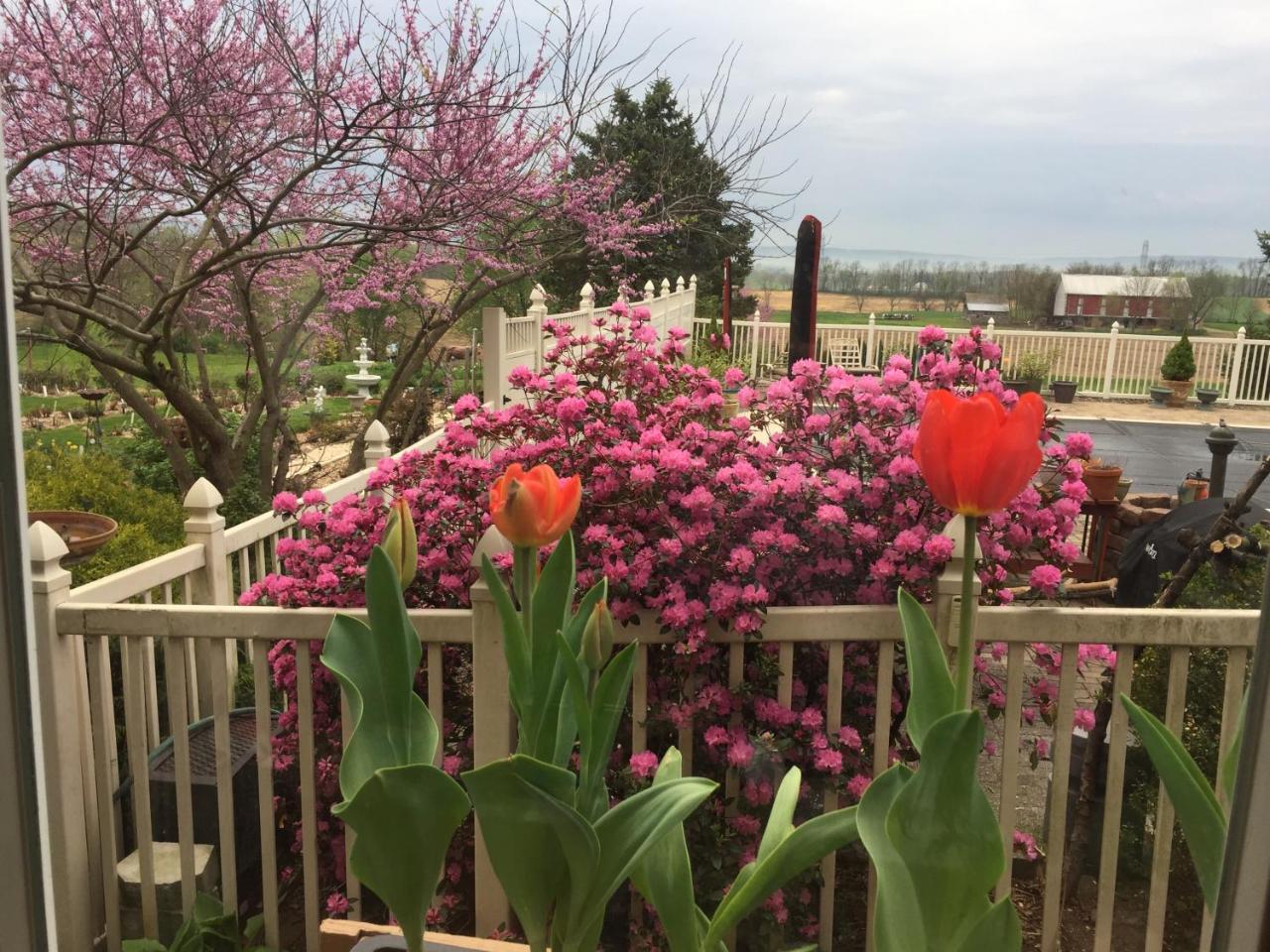 Bed & Breakfast Annville Inn Bed & Breakfast
