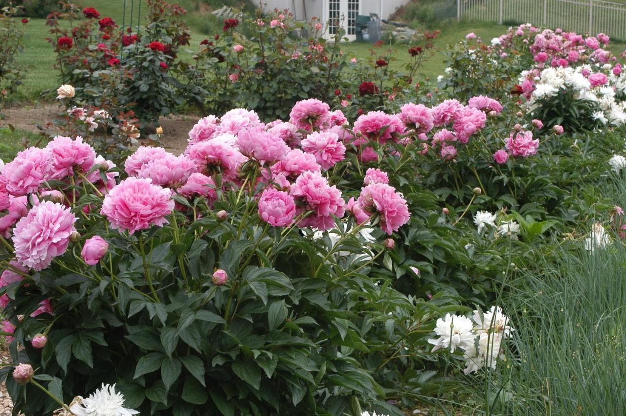 Annville Inn Bed & Breakfast 2*